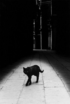  GB1-1977 Enigme du chat Venise 